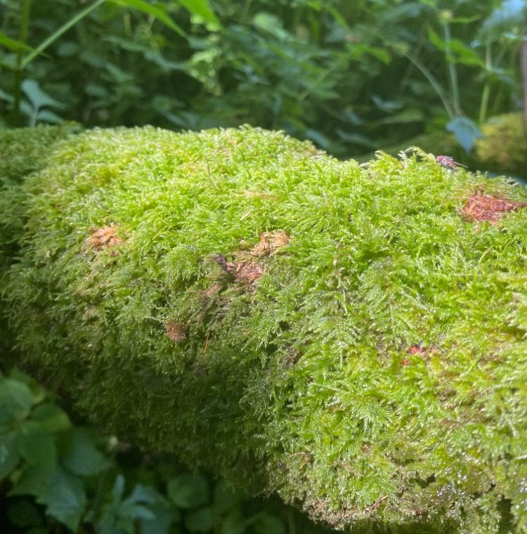 green fluff green fluff